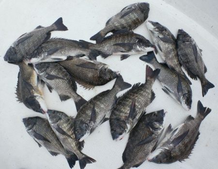 TOPGUN名古屋 釣果