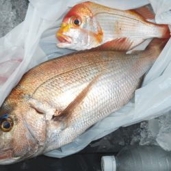 こうゆう丸 釣果