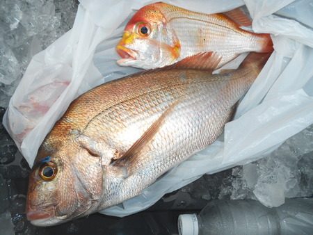 こうゆう丸 釣果