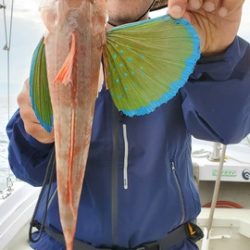 遊漁船 ニライカナイ 釣果