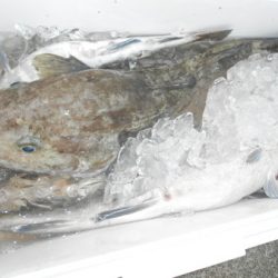 こうゆう丸 釣果