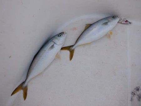 開進丸 釣果