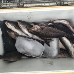 伊豆下田フィッシング 釣果