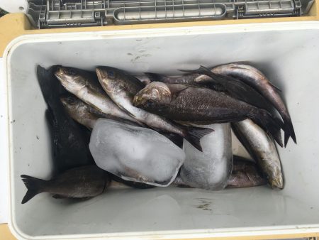 伊豆下田フィッシング 釣果