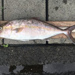 伊豆下田フィッシング 釣果