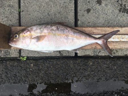 伊豆下田フィッシング 釣果