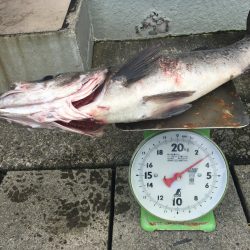 伊豆下田フィッシング 釣果