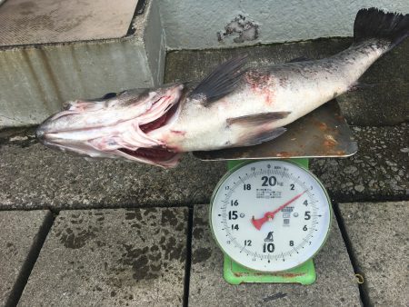 伊豆下田フィッシング 釣果