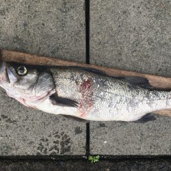 伊豆下田フィッシング 釣果