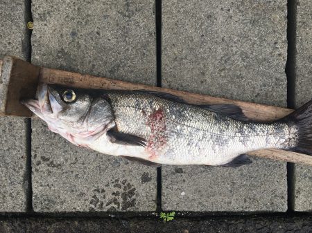 伊豆下田フィッシング 釣果