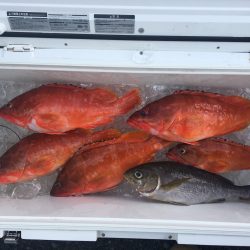 伊豆下田フィッシング 釣果