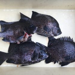 伊豆下田フィッシング 釣果