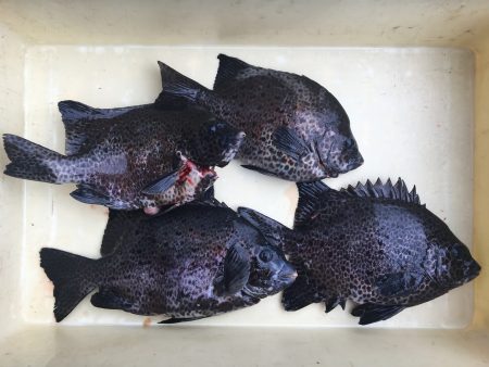 伊豆下田フィッシング 釣果