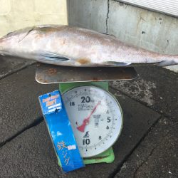 伊豆下田フィッシング 釣果