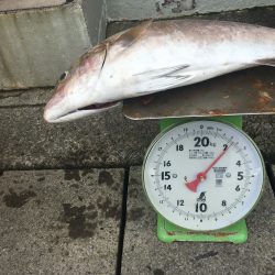 伊豆下田フィッシング 釣果