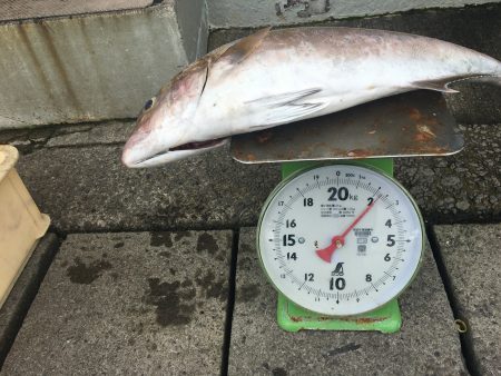 伊豆下田フィッシング 釣果