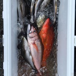 伊豆下田フィッシング 釣果