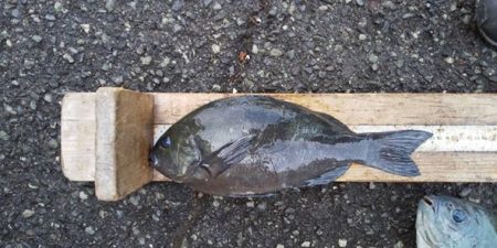 伊豆下田フィッシング 釣果