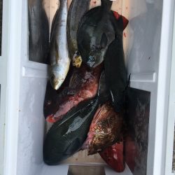 伊豆下田フィッシング 釣果