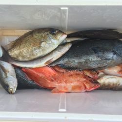 伊豆下田フィッシング 釣果