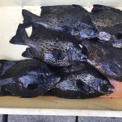 伊豆下田フィッシング 釣果