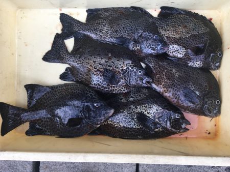 伊豆下田フィッシング 釣果