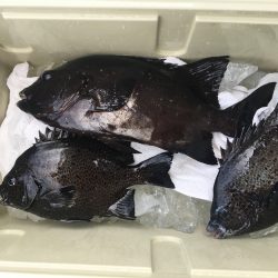 伊豆下田フィッシング 釣果