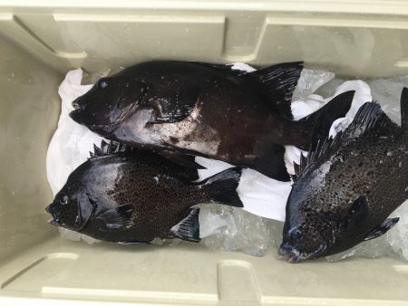 伊豆下田フィッシング 釣果