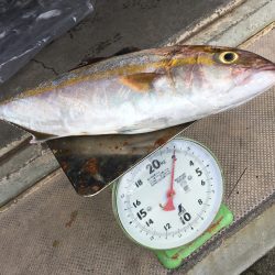 伊豆下田フィッシング 釣果