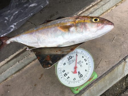 伊豆下田フィッシング 釣果