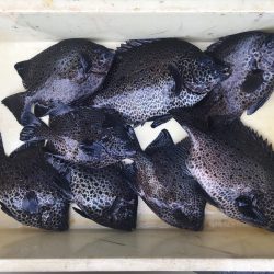 伊豆下田フィッシング 釣果