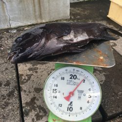 伊豆下田フィッシング 釣果