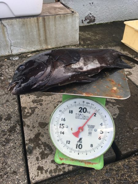 伊豆下田フィッシング 釣果