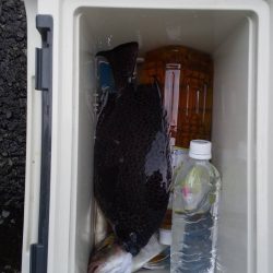 伊豆下田フィッシング 釣果