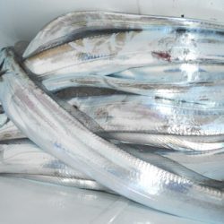 こうゆう丸 釣果