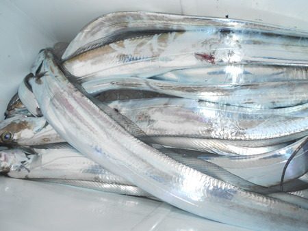 こうゆう丸 釣果