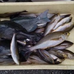 伊豆下田フィッシング 釣果