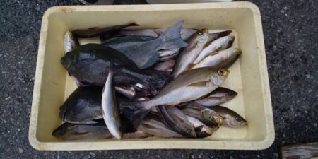 伊豆下田フィッシング 釣果