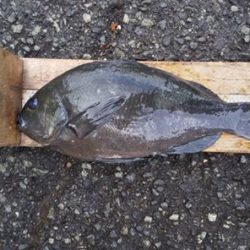 伊豆下田フィッシング 釣果