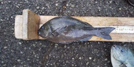 伊豆下田フィッシング 釣果