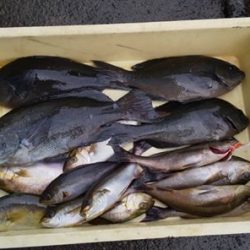 伊豆下田フィッシング 釣果