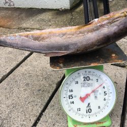 伊豆下田フィッシング 釣果