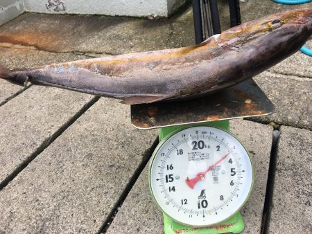 伊豆下田フィッシング 釣果