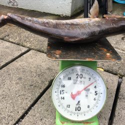 伊豆下田フィッシング 釣果