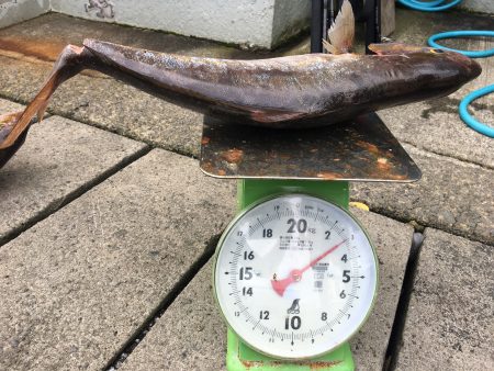 伊豆下田フィッシング 釣果