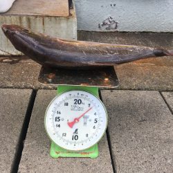 伊豆下田フィッシング 釣果