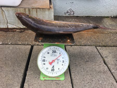 伊豆下田フィッシング 釣果