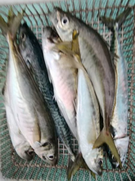 松福丸 釣果
