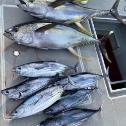 へいみつ丸 釣果