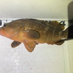 Magic(マジック) 釣果